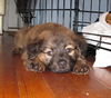 Penelope the BC Puppy