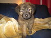 Penelope the BC Puppy