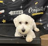 Baxter