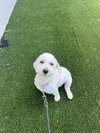 Baxter
