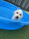 Baxter