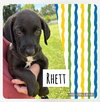 Rhett