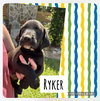 Ryker