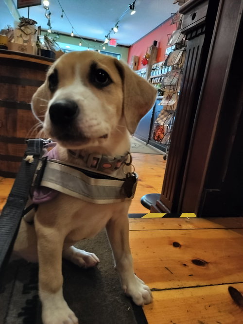 Savannah