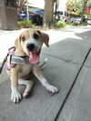 Savannah