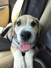 Savannah