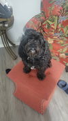 Jack