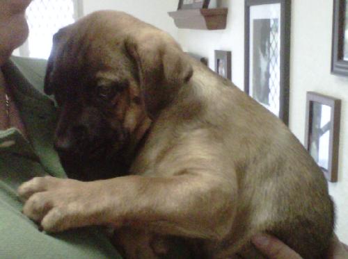 Thirteen the Shepherd Puppy