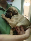 Thirteen the Shepherd Puppy