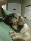 Thirteen the Shepherd Puppy