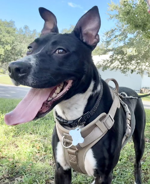 picture of the dog needing adoption