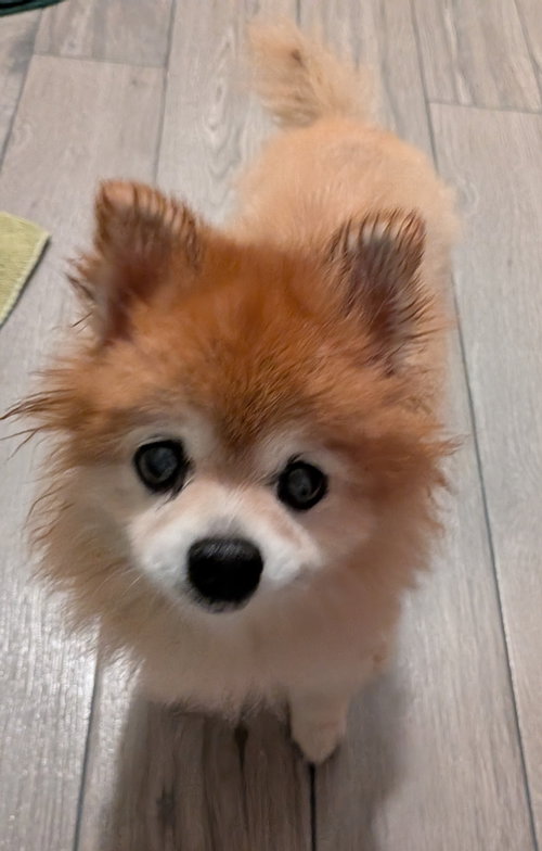 Coco