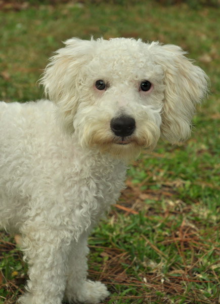 Luciano the Miniature Poodle