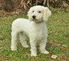Luciano the Miniature Poodle