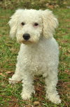 Luciano the Miniature Poodle