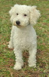 Luciano the Miniature Poodle