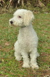 Luciano the Miniature Poodle