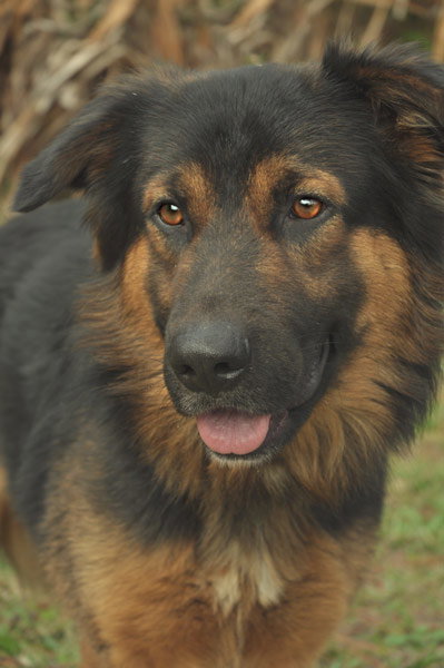Theo the Shepherd Collie