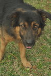 Theo the Shepherd Collie