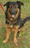 Theo the Shepherd Collie