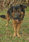 Theo the Shepherd Collie