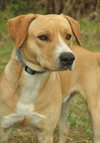 Arnie the Tan Lab