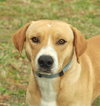 Arnie the Tan Lab