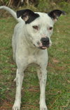 CC the Pointer