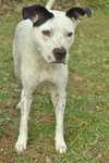 CC the Pointer
