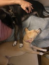 Link