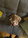 Mazzie