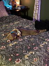 Mazzie