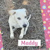Maddy