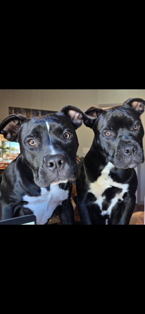 Mystique AKA Cali *BONDED* with Magneto AKA Cash photo 2