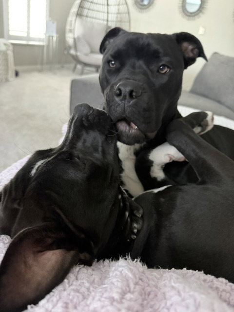 Mystique AKA Cali *BONDED* with Magneto AKA Cash photo 4