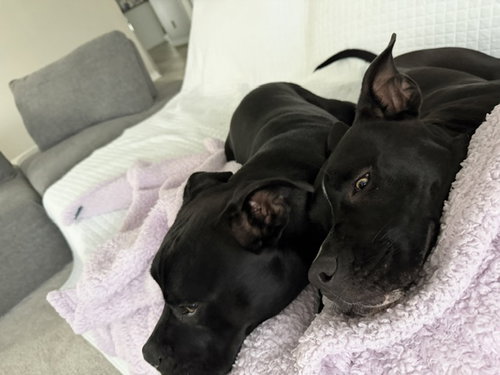 Mystique AKA Cali *BONDED* with Magneto AKA Cash photo 5