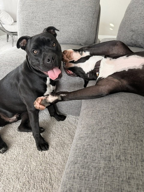 Mystique AKA Cali *BONDED* with Magneto AKA Cash photo 7