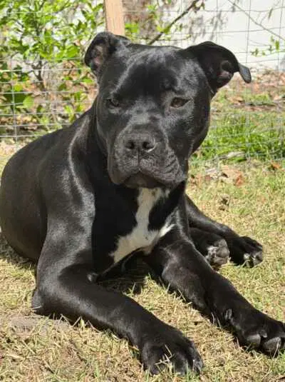 Magneto Aka Cash - American Bulldog