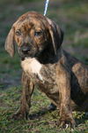 Walker the Brindle Shepherd Puppy