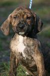 Walker the Brindle Shepherd Puppy