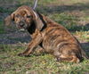 Walker the Brindle Shepherd Puppy