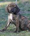 Walker the Brindle Shepherd Puppy