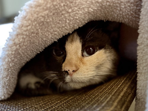 SARAPHINA - Domestic Short Hair available for adoption