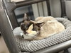 Saraphina - Photo 7