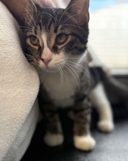 ACE - Domestic Short Hair available for adoption