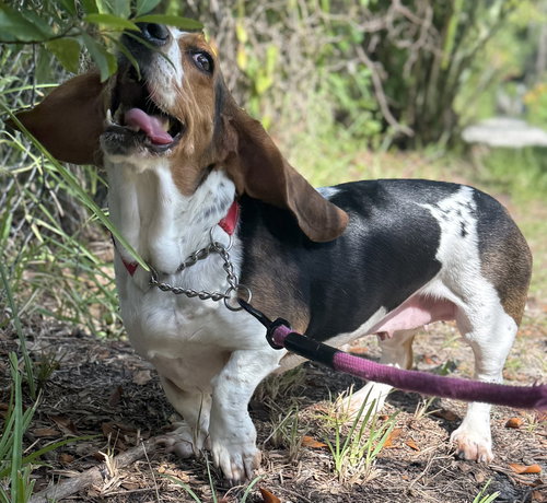 Piper
