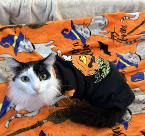 picture of the cat needing adoption