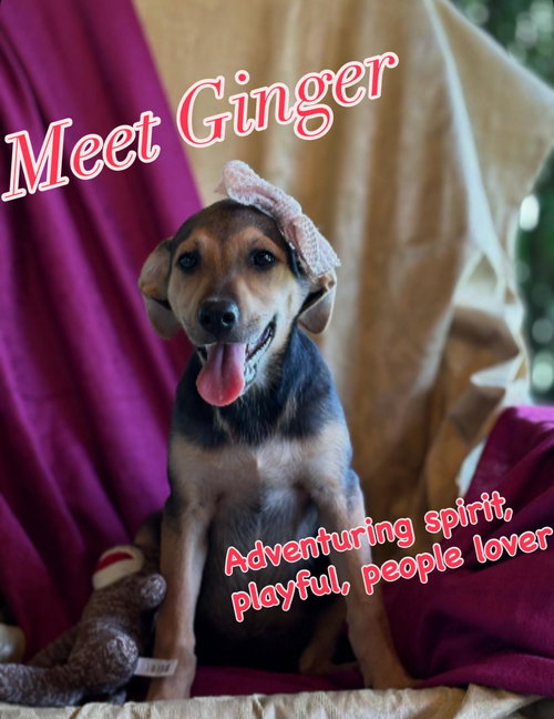 Ginger