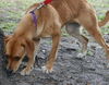 Cedar the Tan Lab Puppy