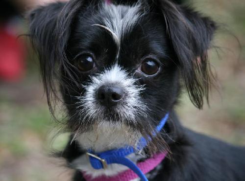 Maxima the Long Haired Chihauhau